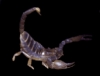 Avatar von LuScorpion
