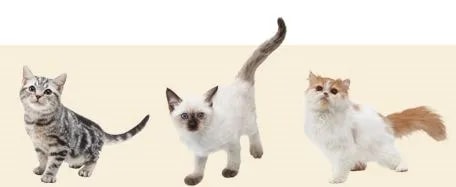 Image 25348